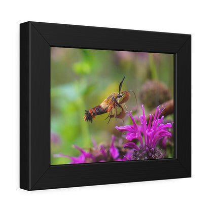 Hummingbird Moth In Flight Framed Print | Nature Photography