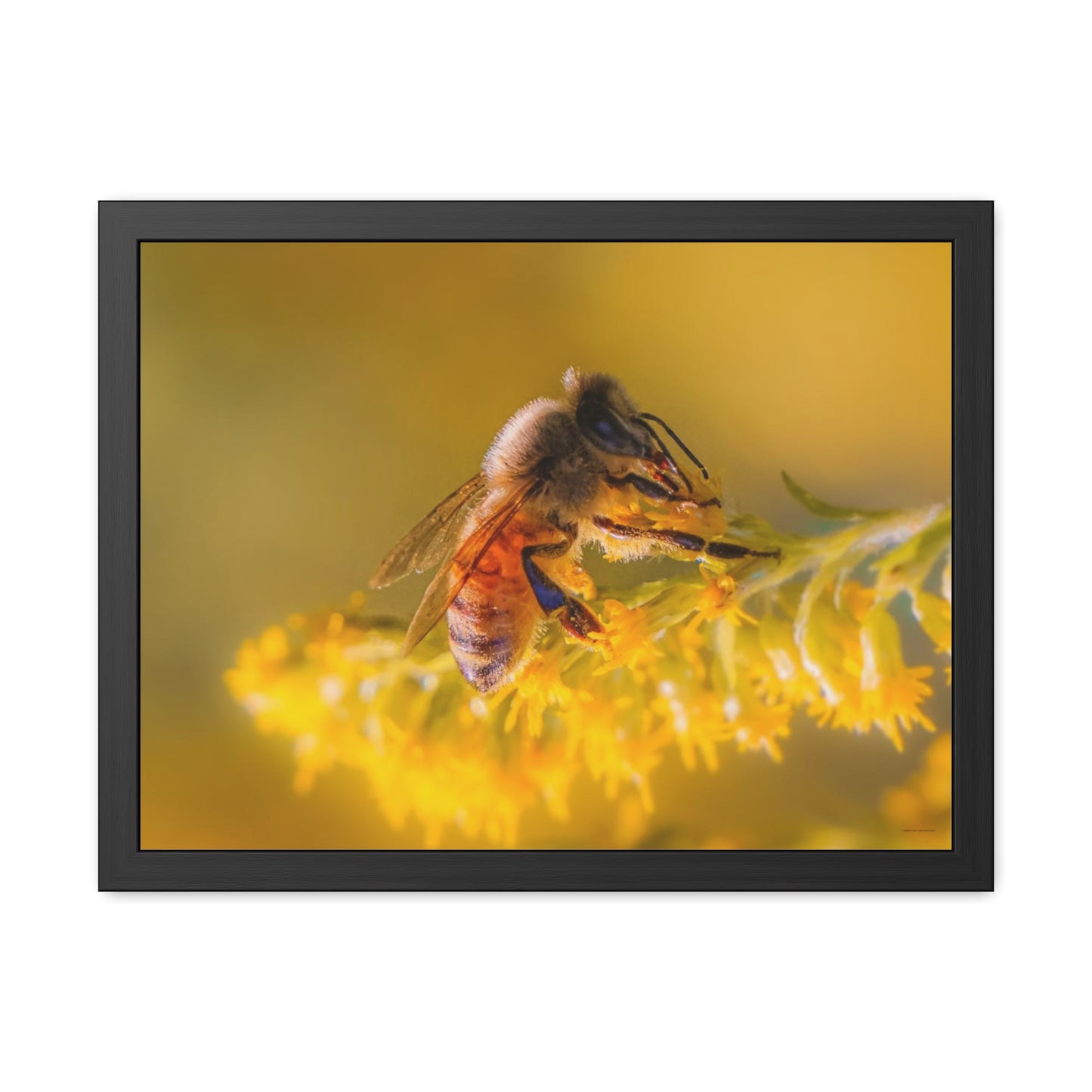 Golden Honey Bee Framed Fine Art Photograph