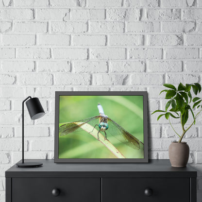 Macro Dragonfly Eyes Framed Print | Nature Photography
