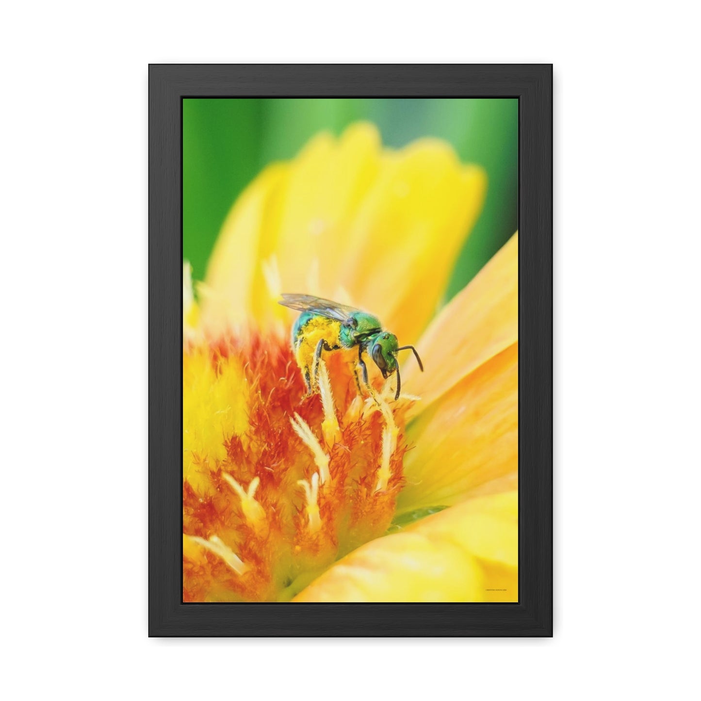 Metallic Green Bee Framed Fine Art Photograph