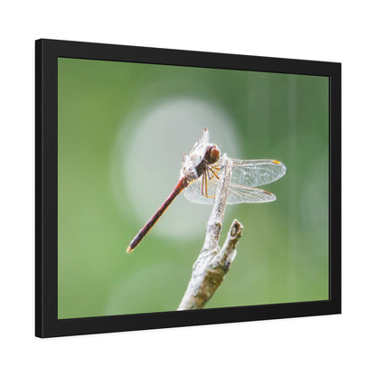 Dramatic Dragonfly Framed Print | Nature Photography