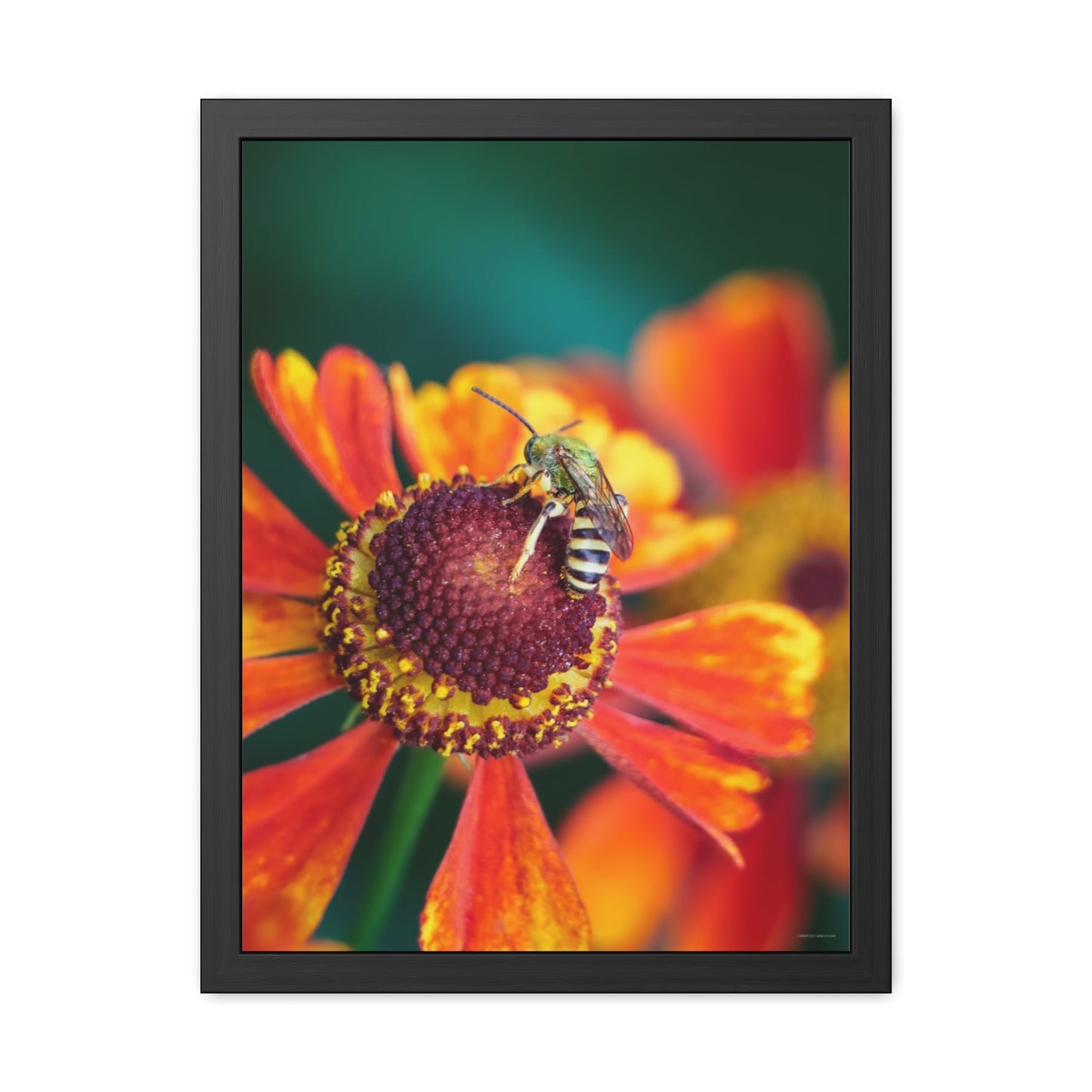 Fashionable Sweat Bee Framed Fine Art Photograph