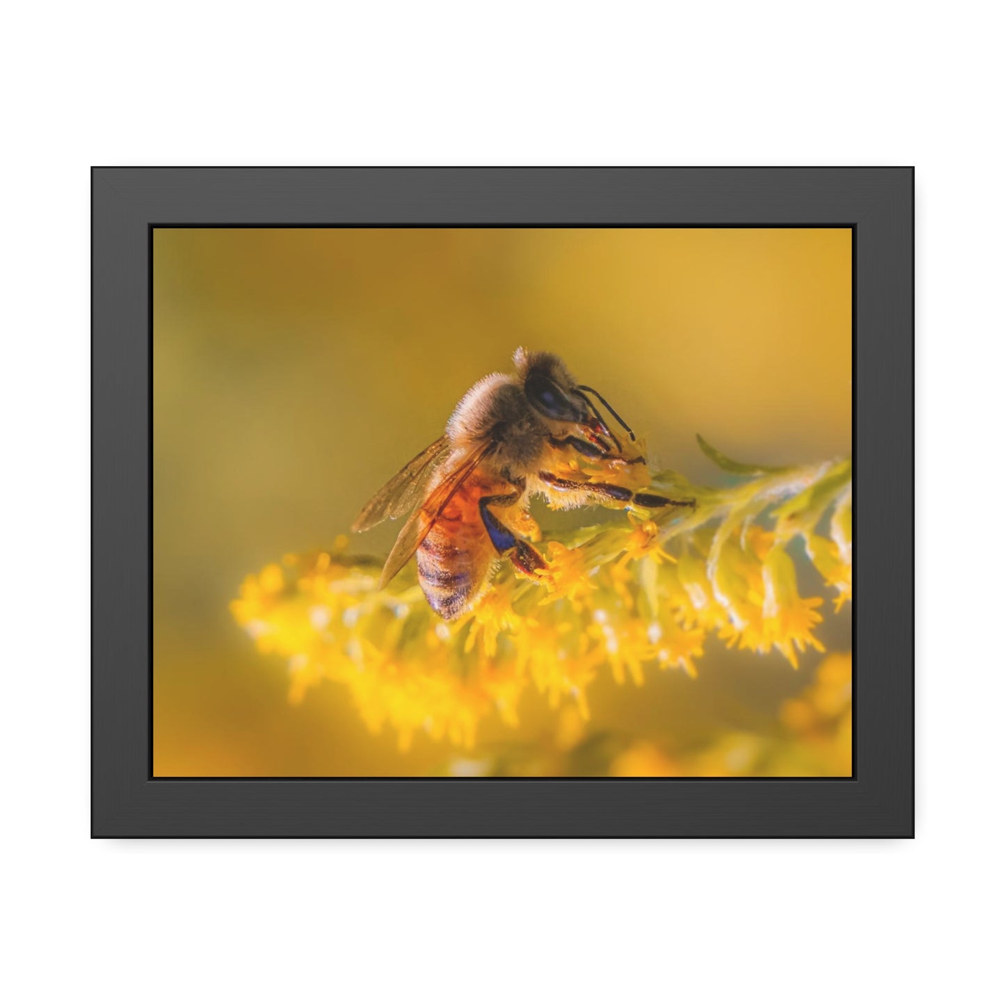 Golden Honey Bee Framed Print | Nature Photography