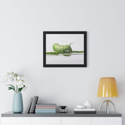 Tomato Hornworm Caterpillar Framed Matte Print