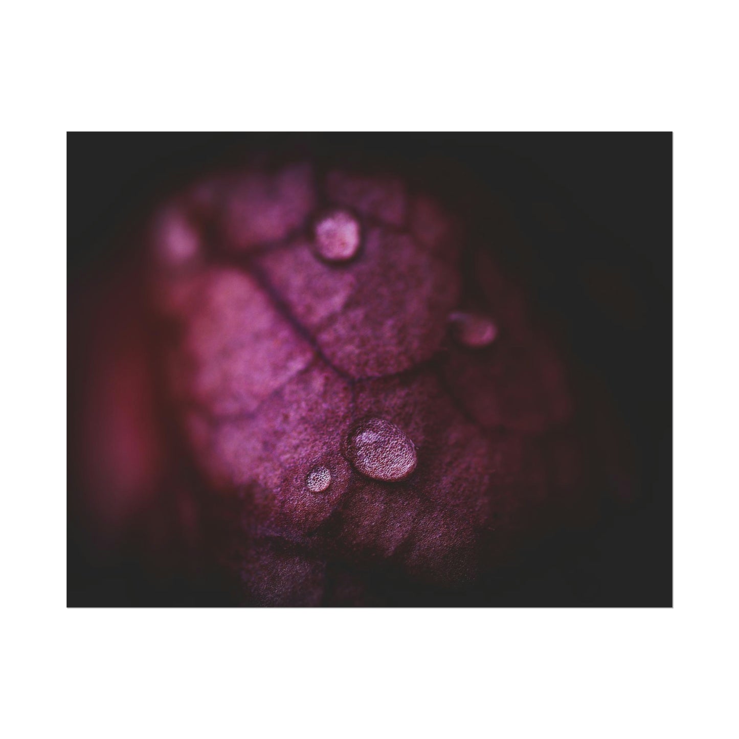 Macro Droplet on Red Leaf Fine Art Print