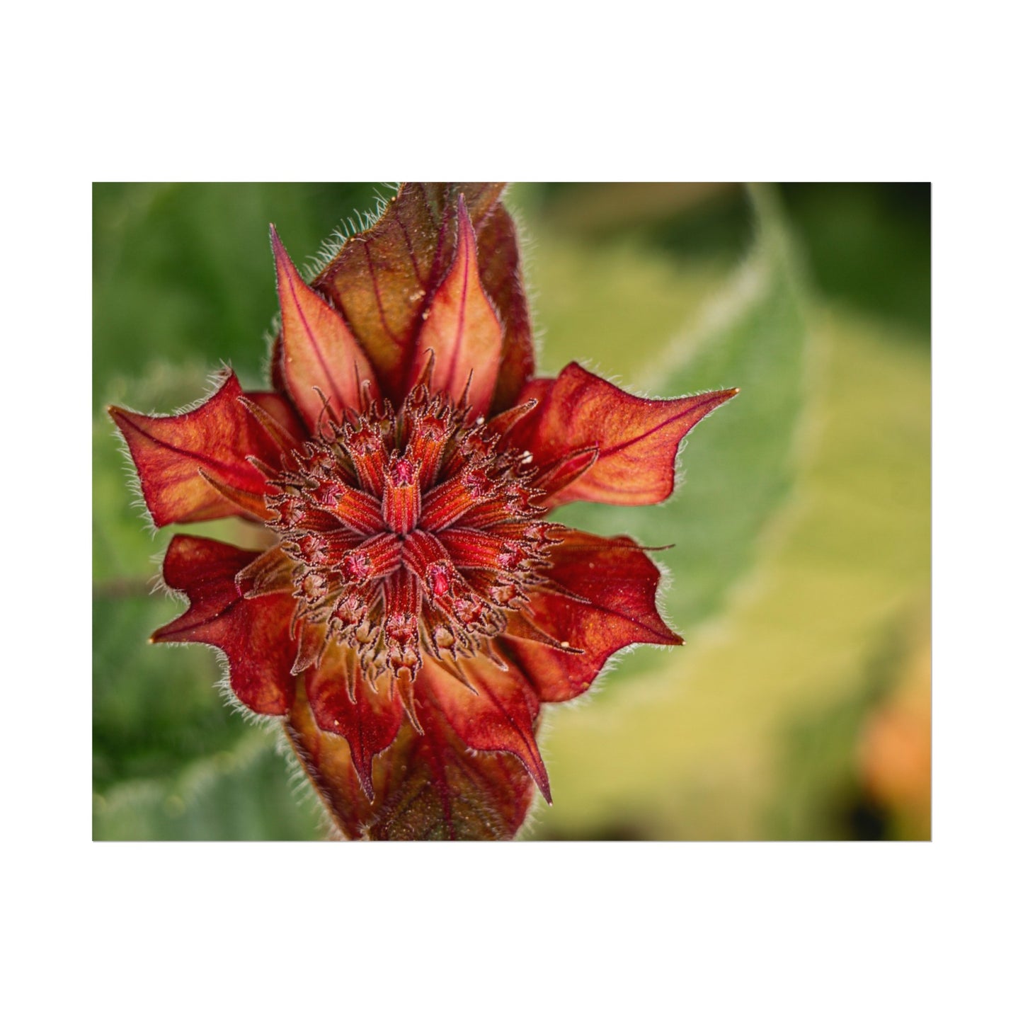 Fancy Red Bee Balm Flower Macro Fine Art Print