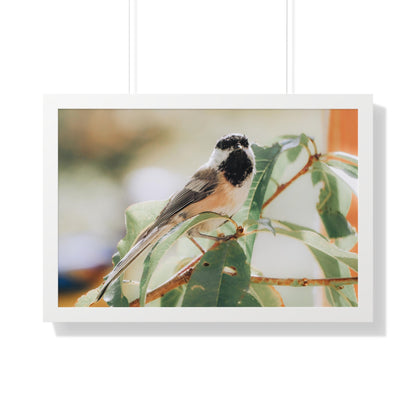 Black-Capped Chickadee Framed Matte Print