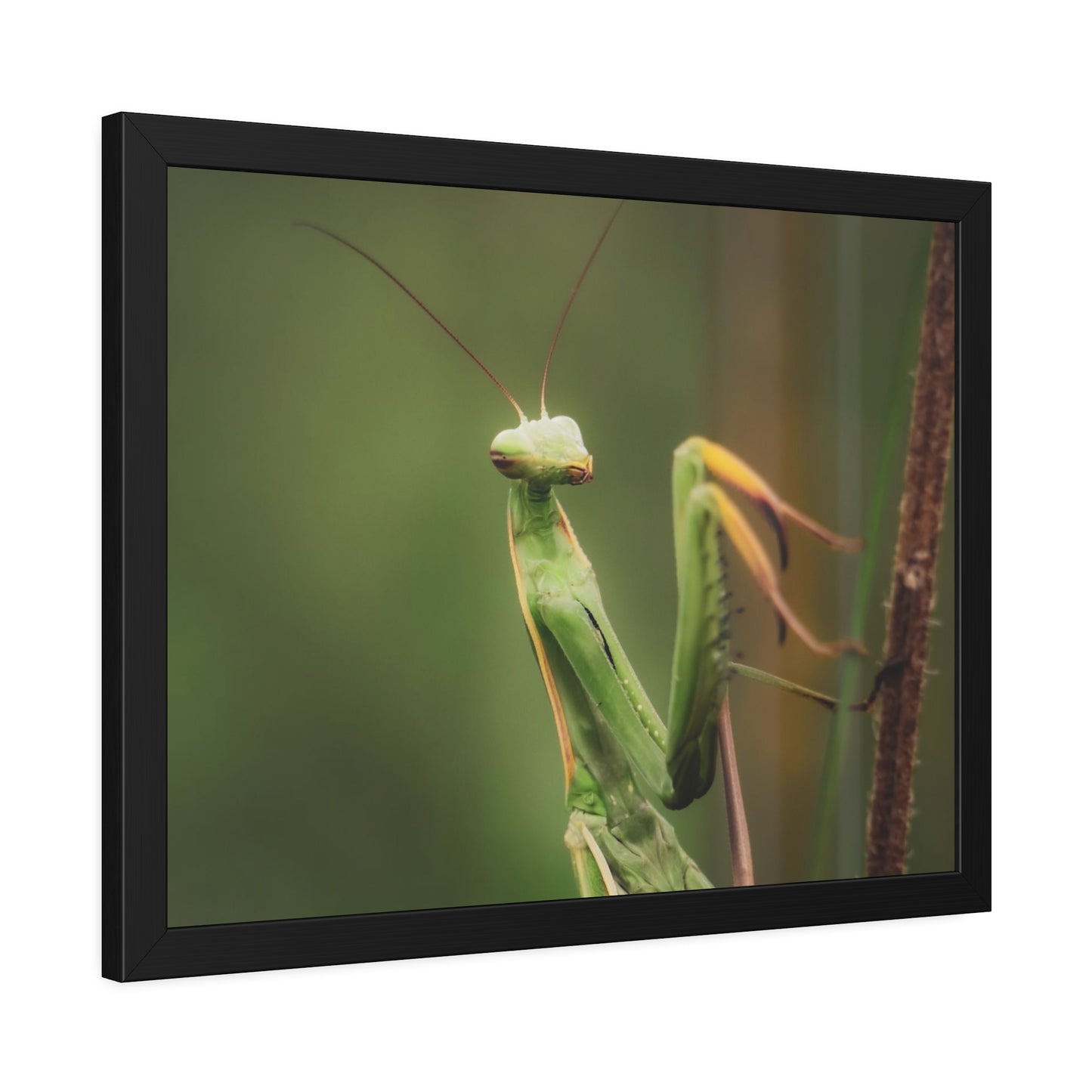 Majestic Mantis Framed Print | Nature Photography
