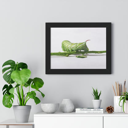 Tomato Hornworm Caterpillar Framed Matte Print