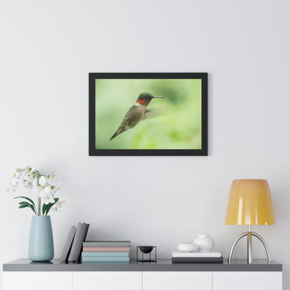 Hummingbird In-Flight Framed Matte Print