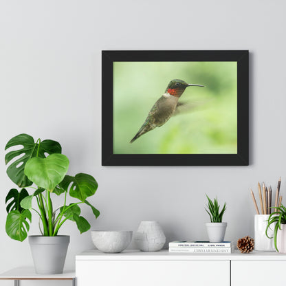 Hummingbird In-Flight Framed Matte Print