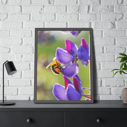 Bumble Bee Pollinates Lupine Flowers Framed Print | Nature Photography