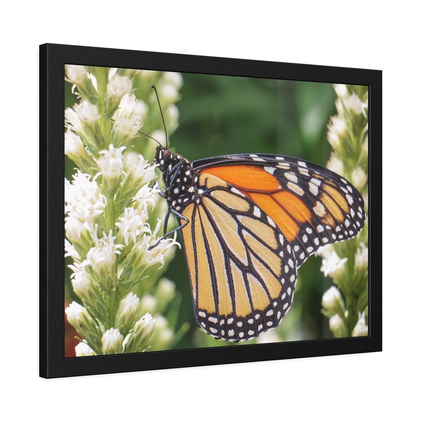 Monarch Butterfly in Garden Framed Print | Nature Photography