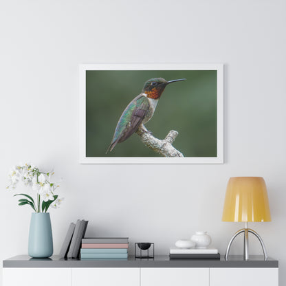 Ruby-Throated Hummingbird Framed Matte Print