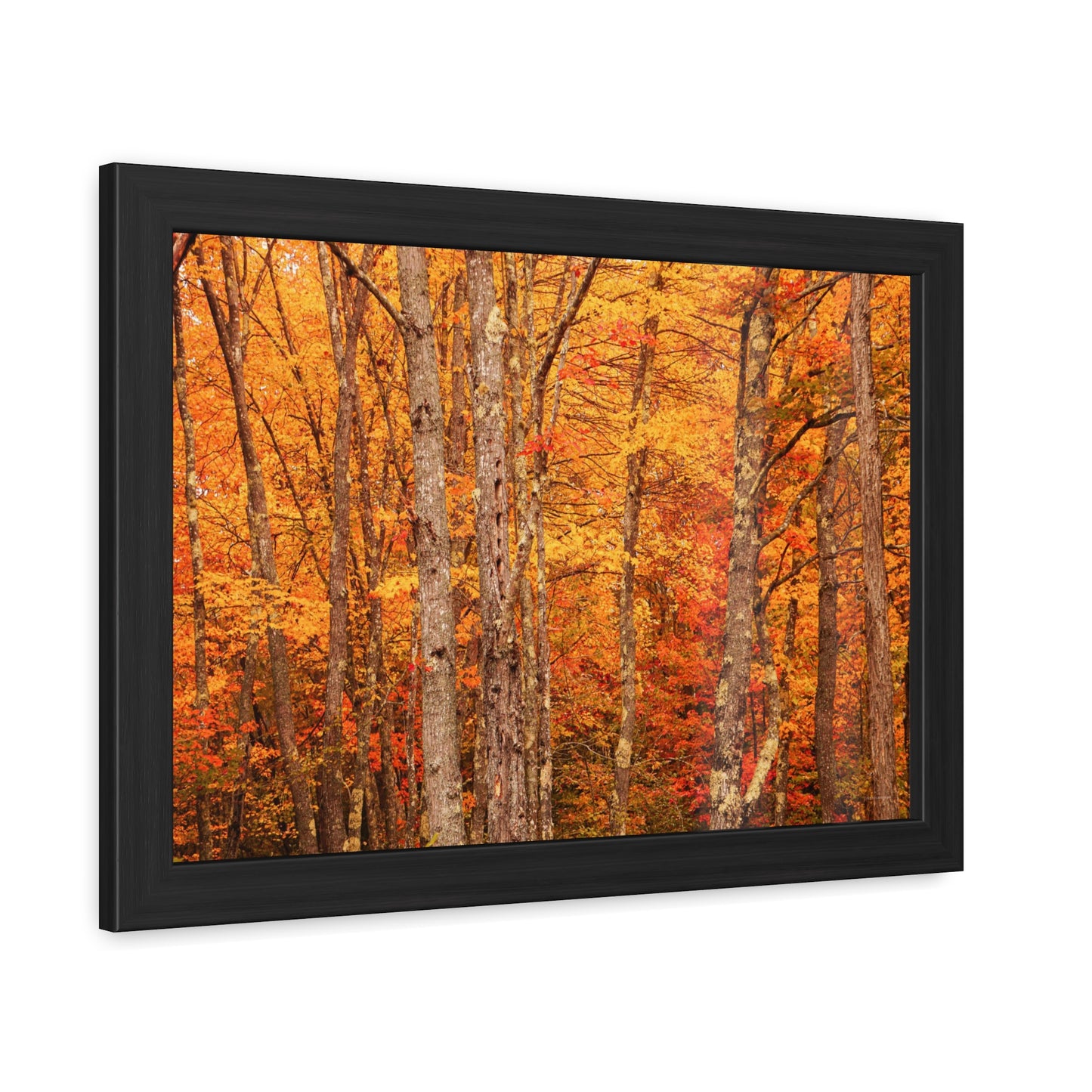 Forest of Autumn Colors Framed Fine Art Photograph