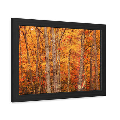 Forest of Autumn Colors Framed Fine Art Photograph