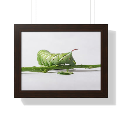 Tomato Hornworm Caterpillar Framed Matte Print