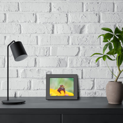 Flower Fly on Black-Eyed Susan Framed Print | Nature Photography