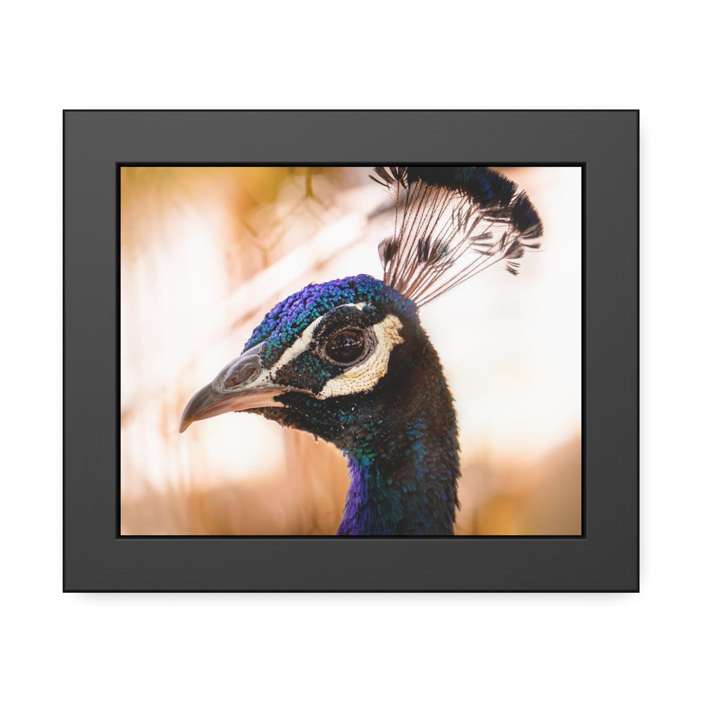Peculiar Peacock Framed Print | Nature Photography