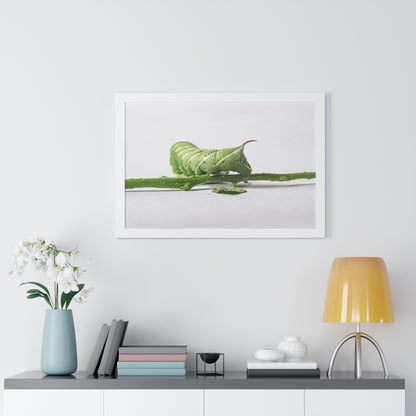 Tomato Hornworm Caterpillar Framed Matte Print