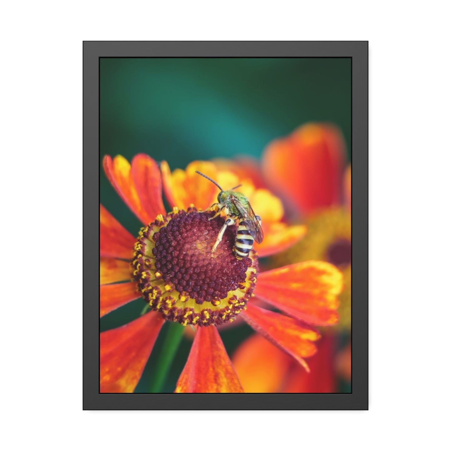 Fashionable Sweat Bee Framed Print | Nature Photography