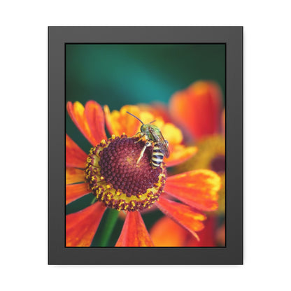 Fashionable Sweat Bee Framed Print | Nature Photography