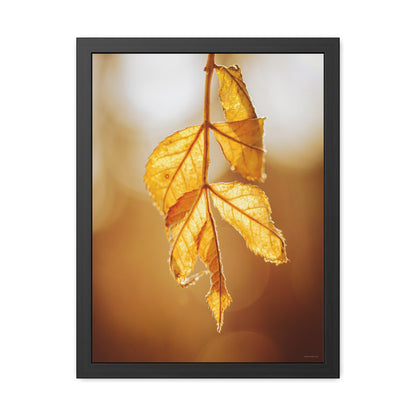 Leaves of Gold Framed Fine Art Photograph