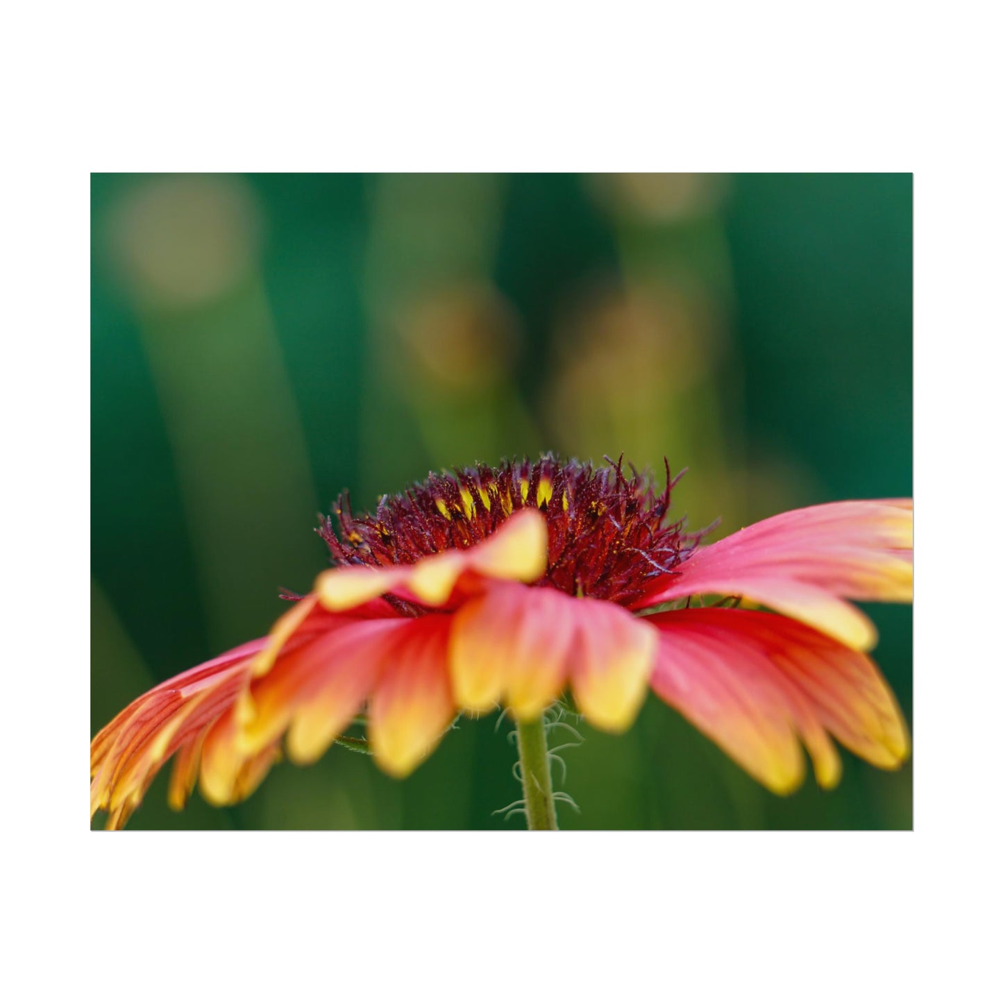 Fancy Macro Daisy Fine Art Print