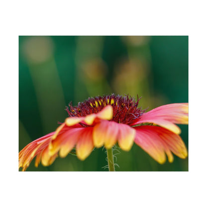 Fancy Macro Daisy Fine Art Print