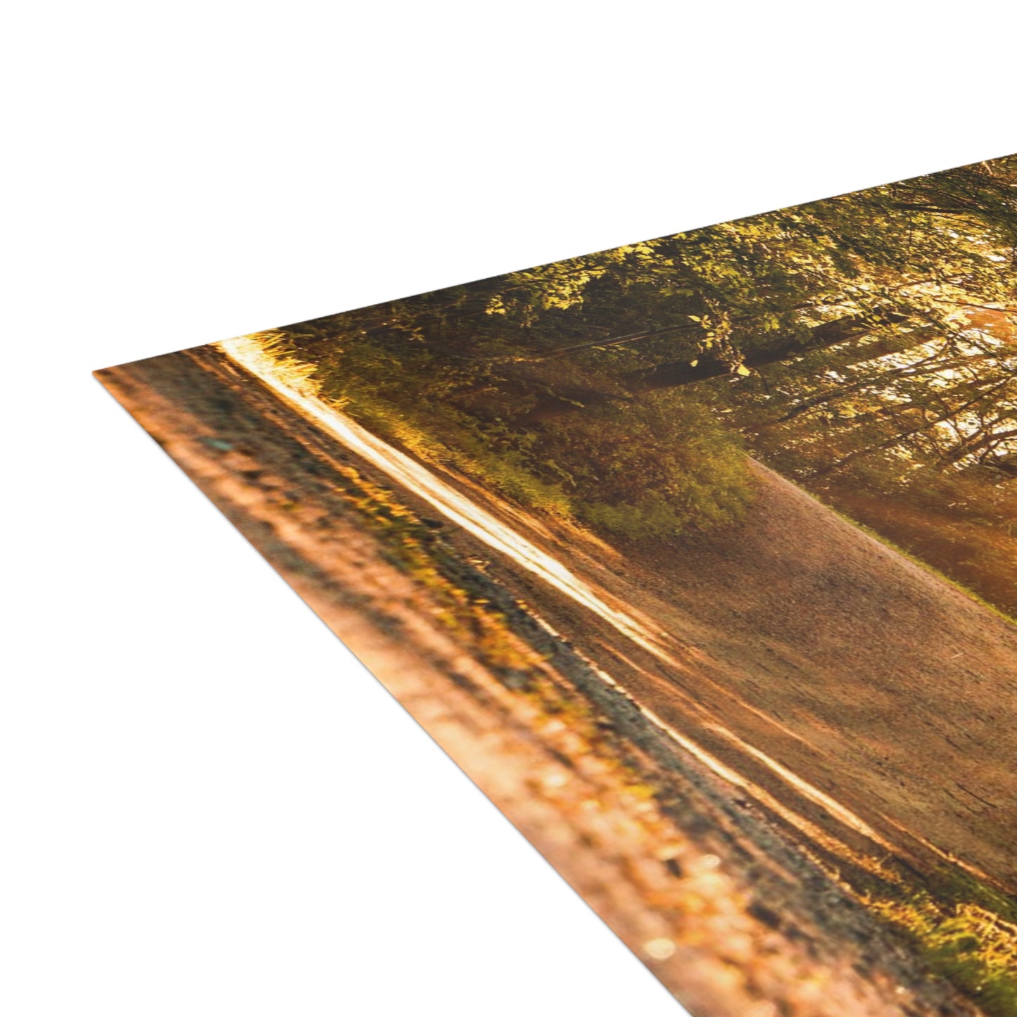 Sunbeams Streaming Onto Forest Path Blank Card Bundles (w/envelopes)