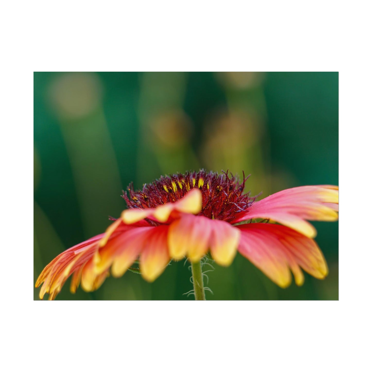 Fancy Macro Daisy Fine Art Print