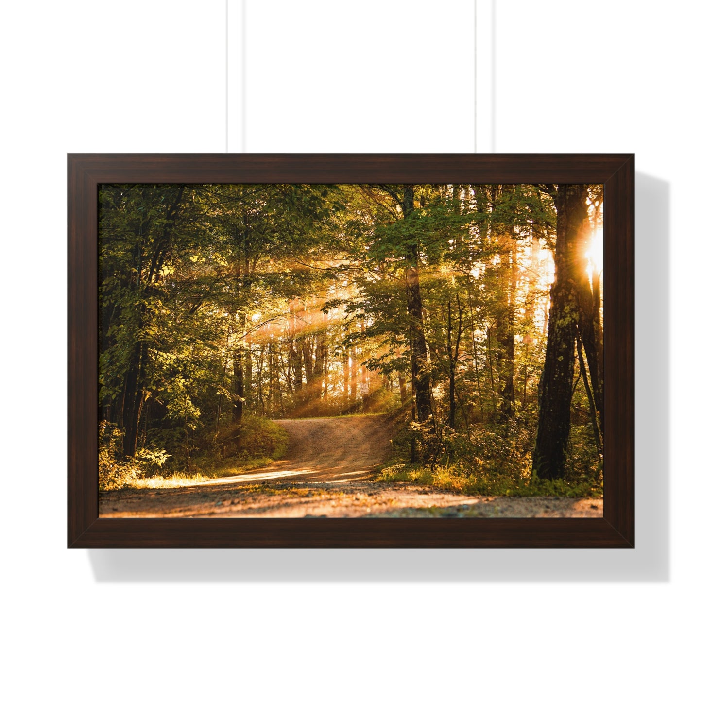 Sunbeams Streaming Onto Forest Path Framed Matte Print