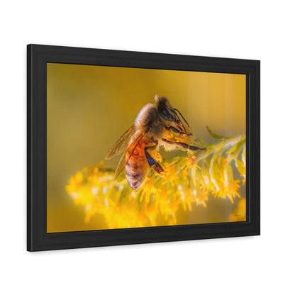 Golden Honey Bee Framed Fine Art Photograph