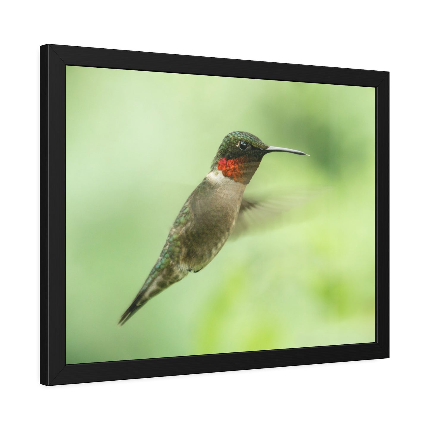 Hummingbird In-Flight Framed Print | Nature Photography