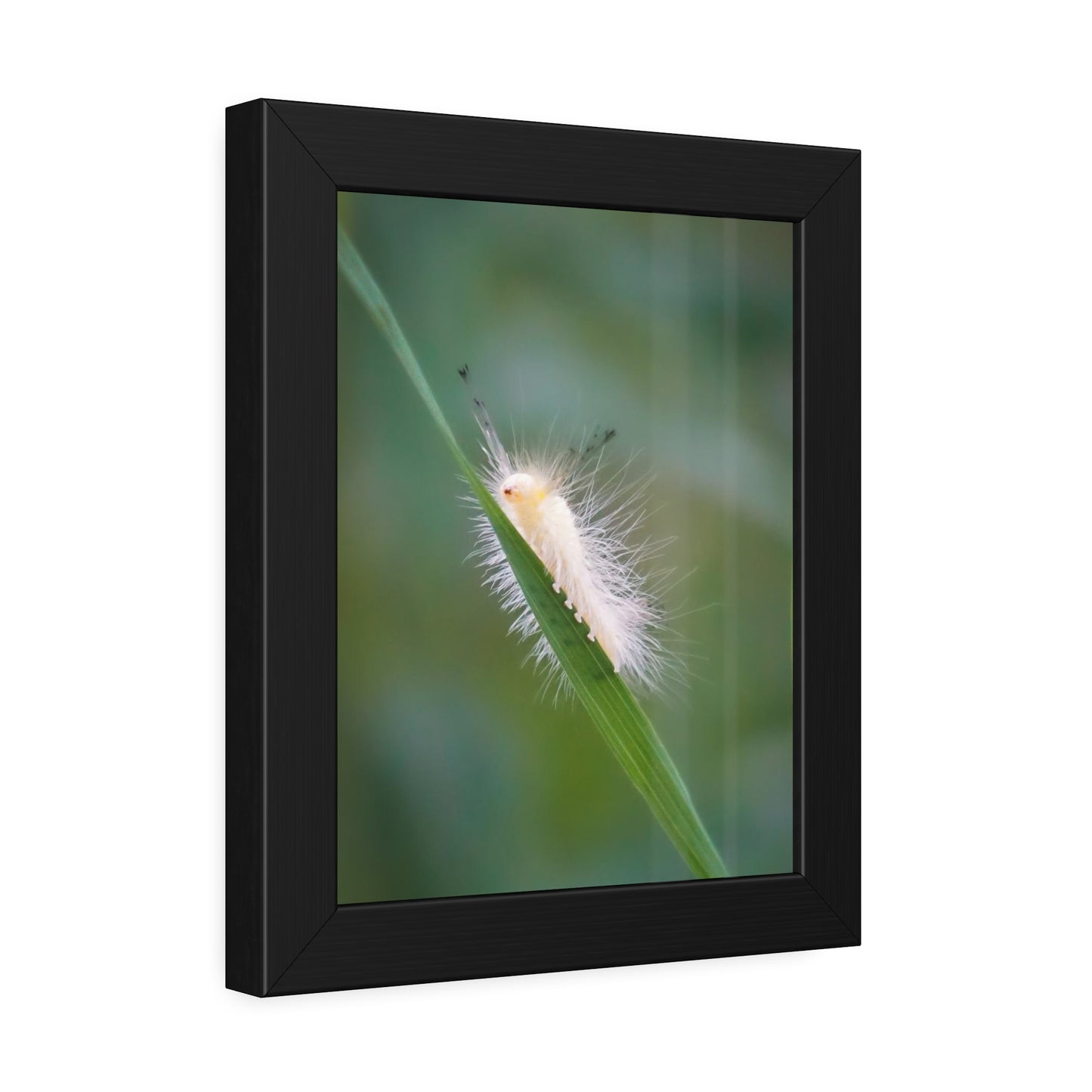 Fuzzy Feets Caterpillar Framed Print | Nature Photography