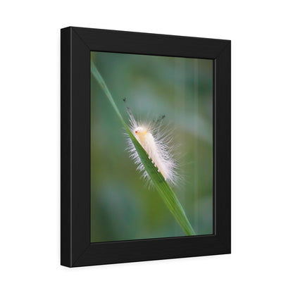Fuzzy Feets Caterpillar Framed Print | Nature Photography