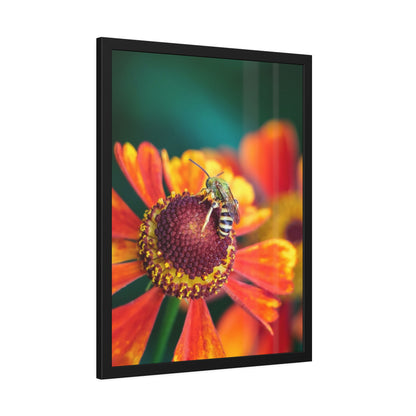 Fashionable Sweat Bee Framed Print | Nature Photography