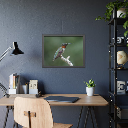 Ruby-Throated Hummingbird Framed Print | Nature Photography