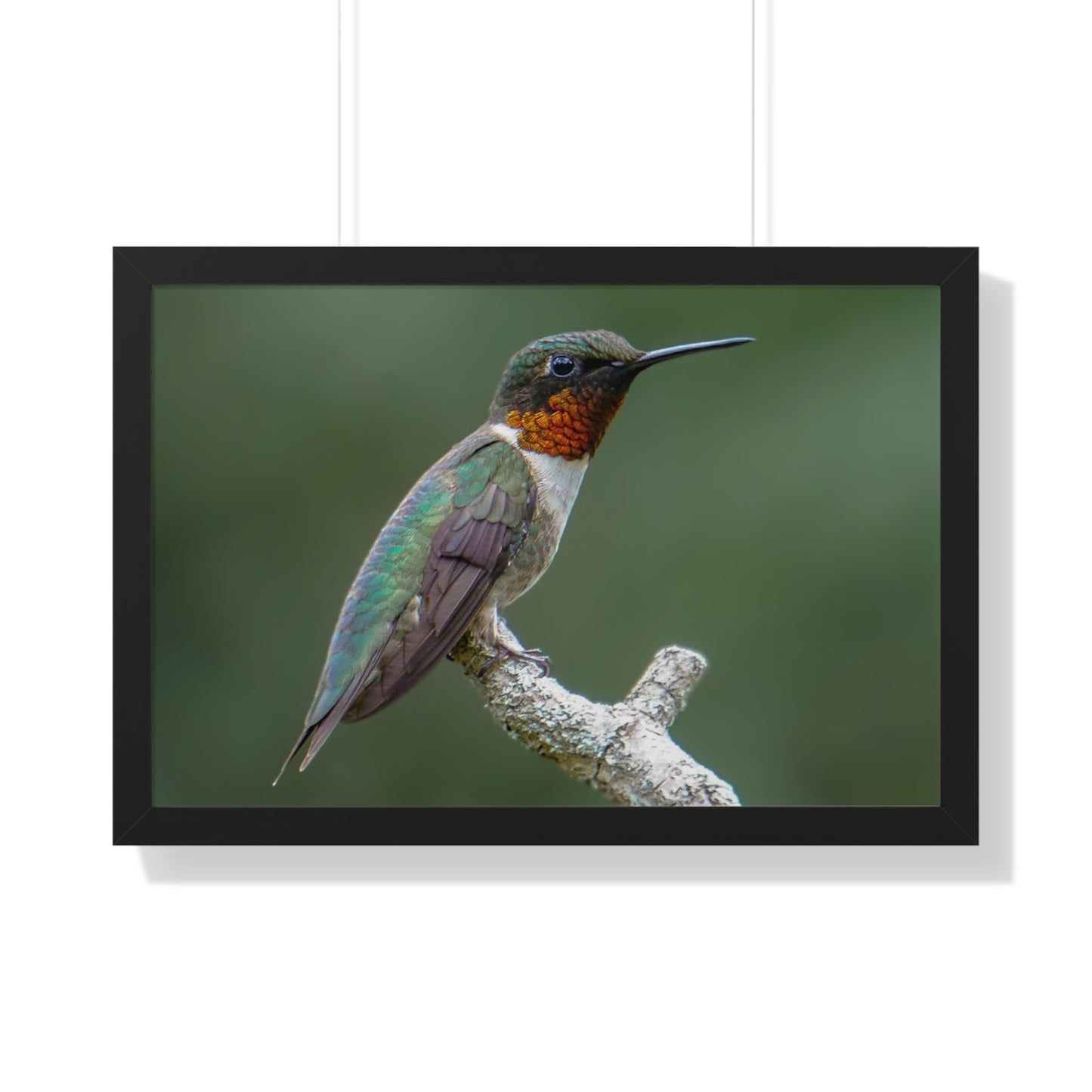 Ruby-Throated Hummingbird Framed Matte Print