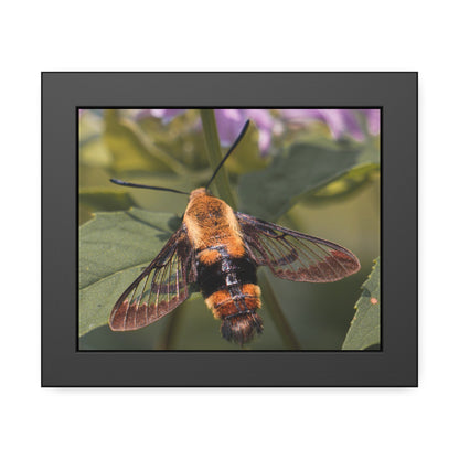 Sleeping Hummingbird Moth Framed Print | Nature Photography