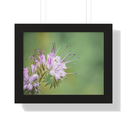 Macro Purple Wildflowers Framed Matte Print