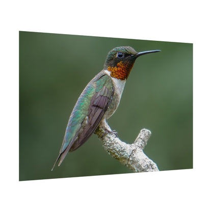 Ruby-Throated Hummingbird Fine Art Print