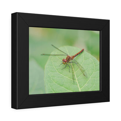 Dragonfly Poses on Leaf Framed Print | Nature Photography