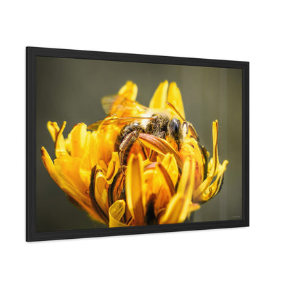 Macro Bee Pollinating Dandelion Framed Fine Art Photograph