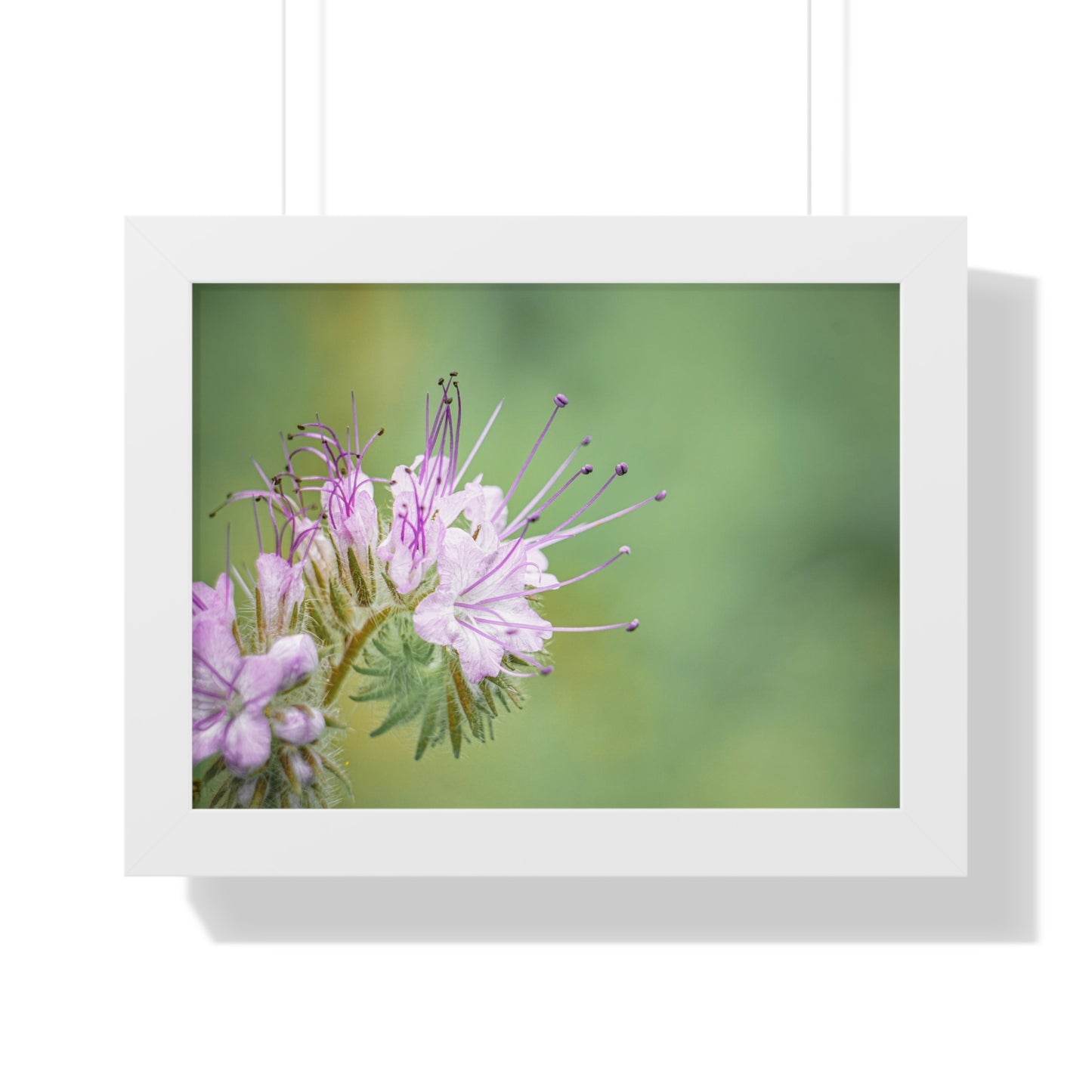 Macro Purple Wildflowers Framed Matte Print