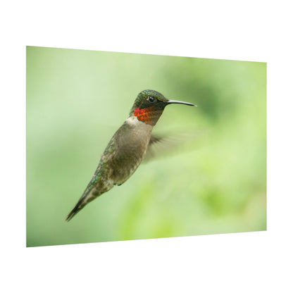 Hummingbird In-Flight Fine Art Print