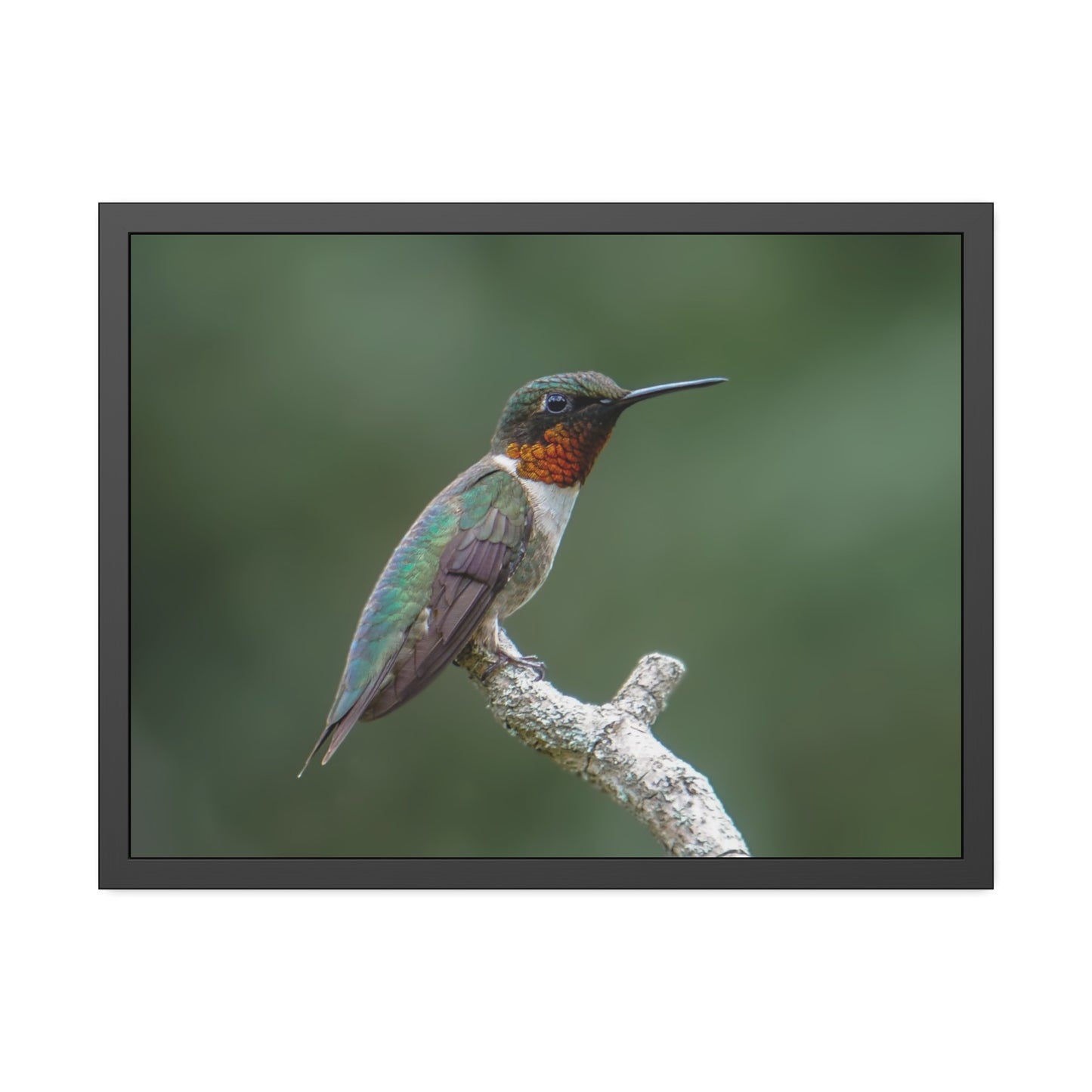 Ruby-Throated Hummingbird Framed Print | Nature Photography