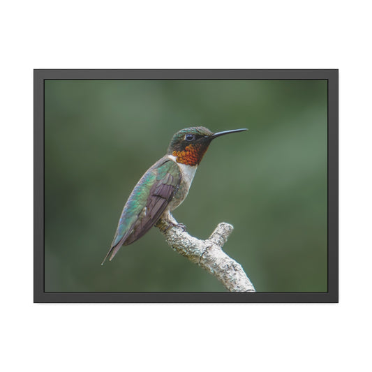 Ruby-Throated Hummingbird Framed Print | Nature Photography