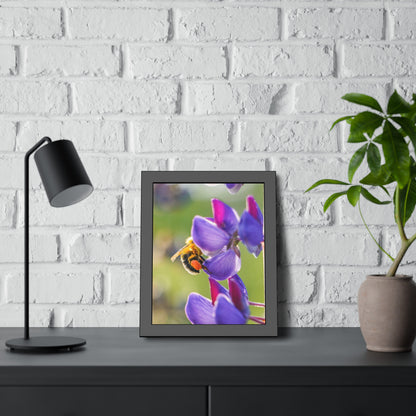 Bumble Bee Pollinates Lupine Flowers Framed Print | Nature Photography