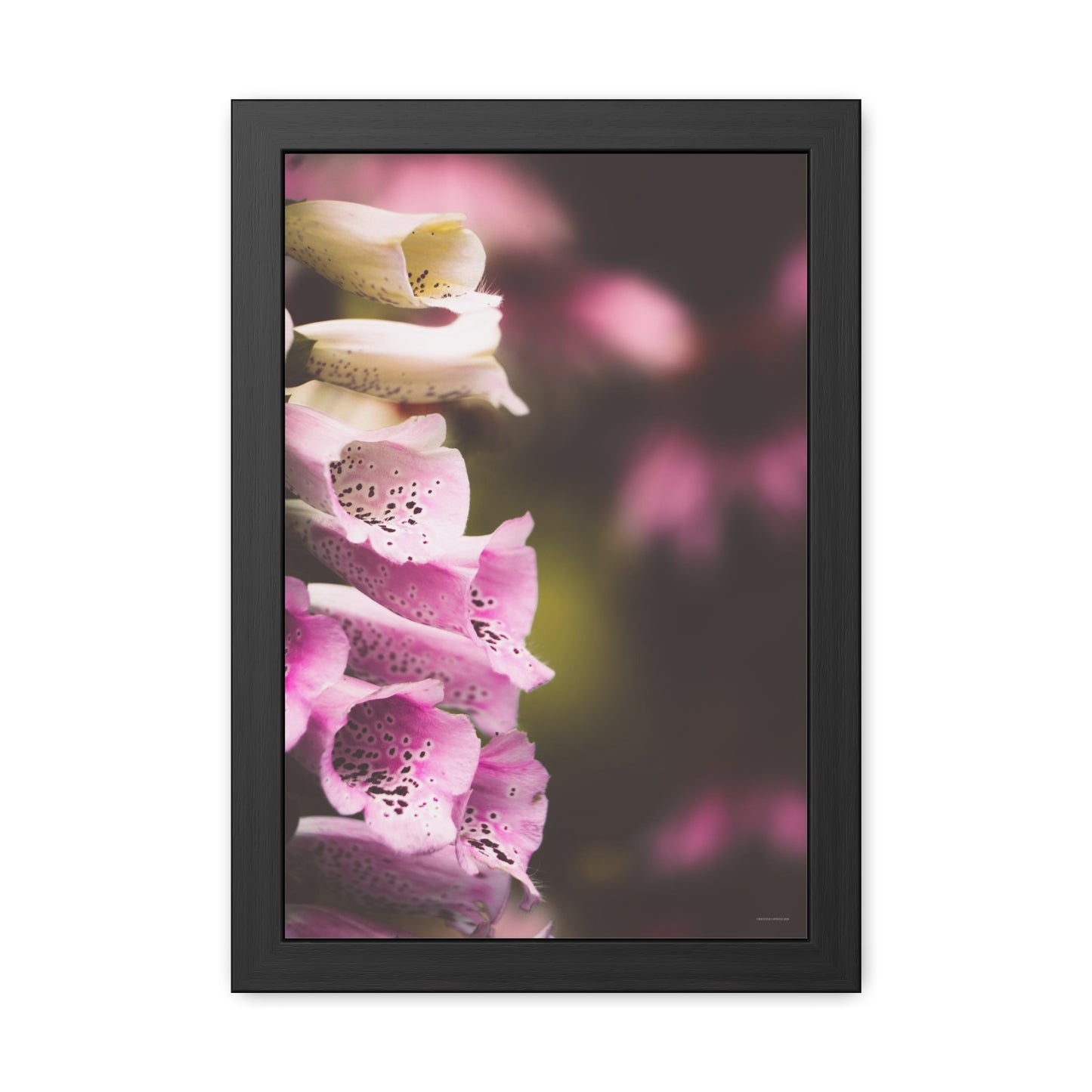 Foxglove Flowers Framed Fine Art Photograph